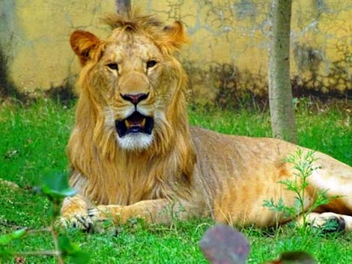 Kanan Pendari Zoo Park
