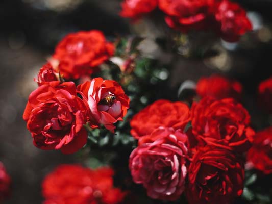 Rose Garden