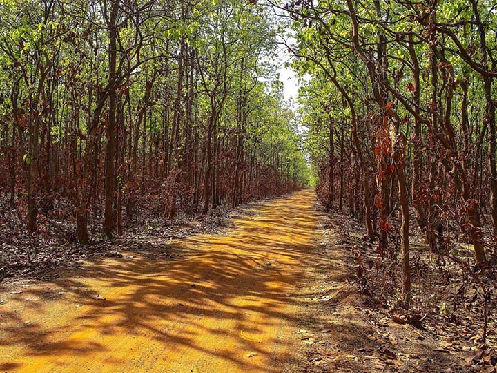 Garh Jungle Durgapur