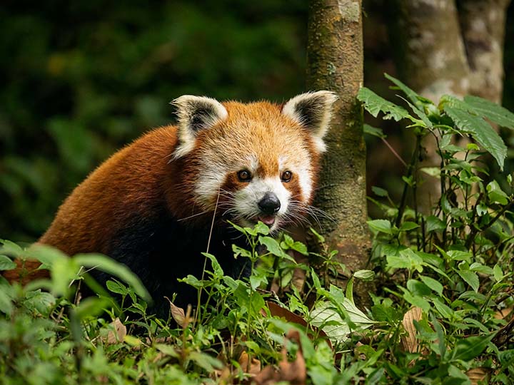 Himalayan Zoological Park