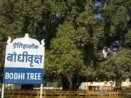 Bodhi Tree
