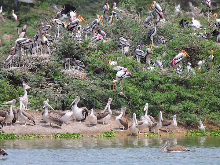 Uppalapadu Nature Conservation