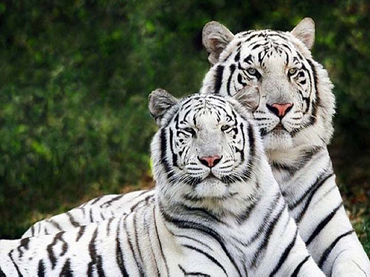 Assam State Zoo