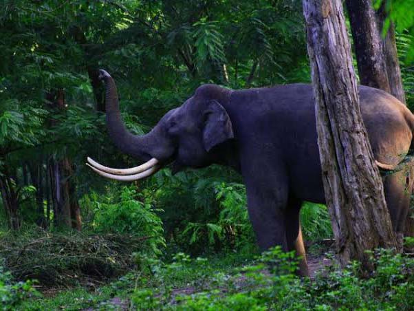 Itanagar Wildlife Sanctuary