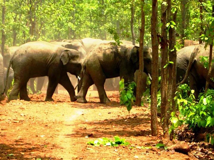Dalma Wildlife Sanctuary