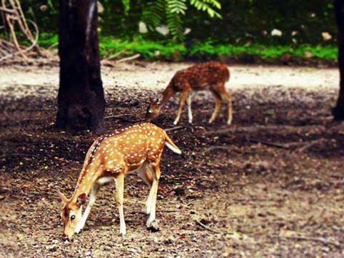Tata Steel Zoological Park