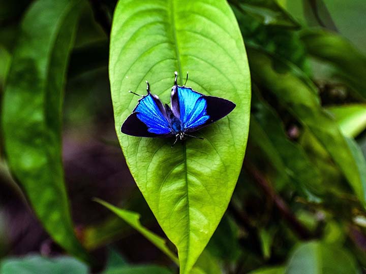 Sammilan Shetty Butterfly Park