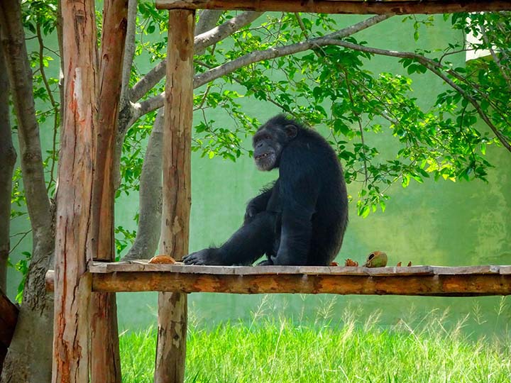 Sri Chamarajendra Zoological Gardens