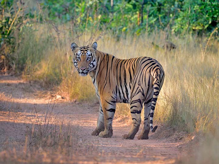 Umred Karhandla Wildlife Sanctuary