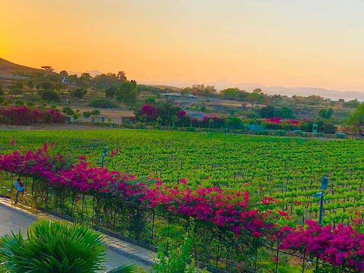 Sula Vineyard