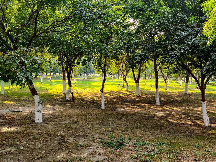Botanic Garden of Indian Republic