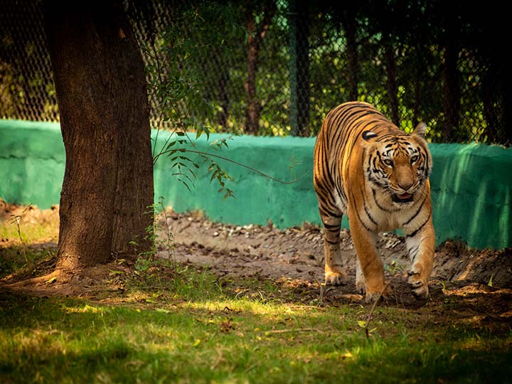Nandan Van Zoo Safari